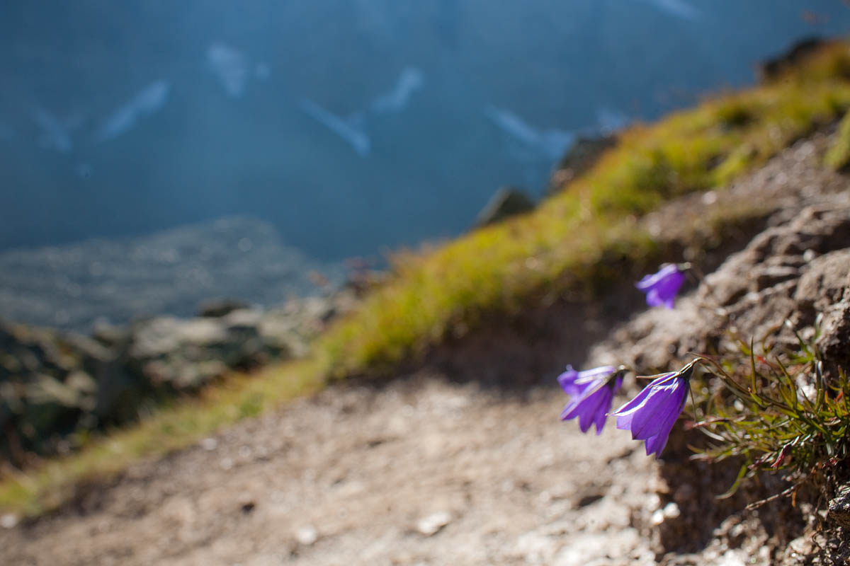campanelle viola fiori violet flowers canon 35mm 1.4 f/1.4 rifugio gastaldi balme trekking camminata sentiero montagna mountain