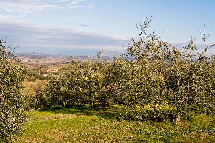 tuscany center toscana centrale ulivi montaione uliveti