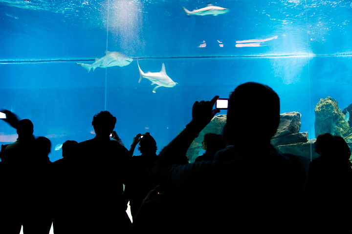 acquario genova vasche fotocamere pubblico squali macchine fotografiche