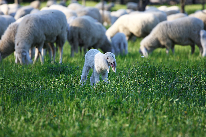 agnello pasqua lamb belato cute carino tenero agnellino