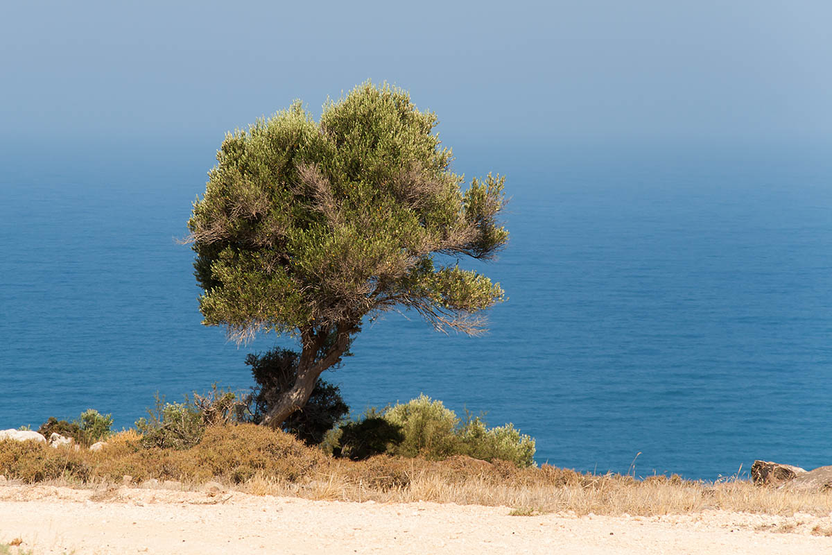 olive tree albero ulivo olive blu verde green little piccolo cipro cyprus holiday vacanze sea mare Πάφος Pafos