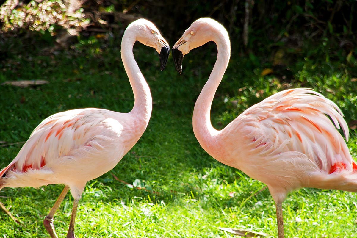 flamingos kiss heart cuore bacio fenicotteri Jardin botanique flamant rose cœur Guadeloupe guadalupa french caribbean antille francesi basse terre canon 400d sigma 18-200