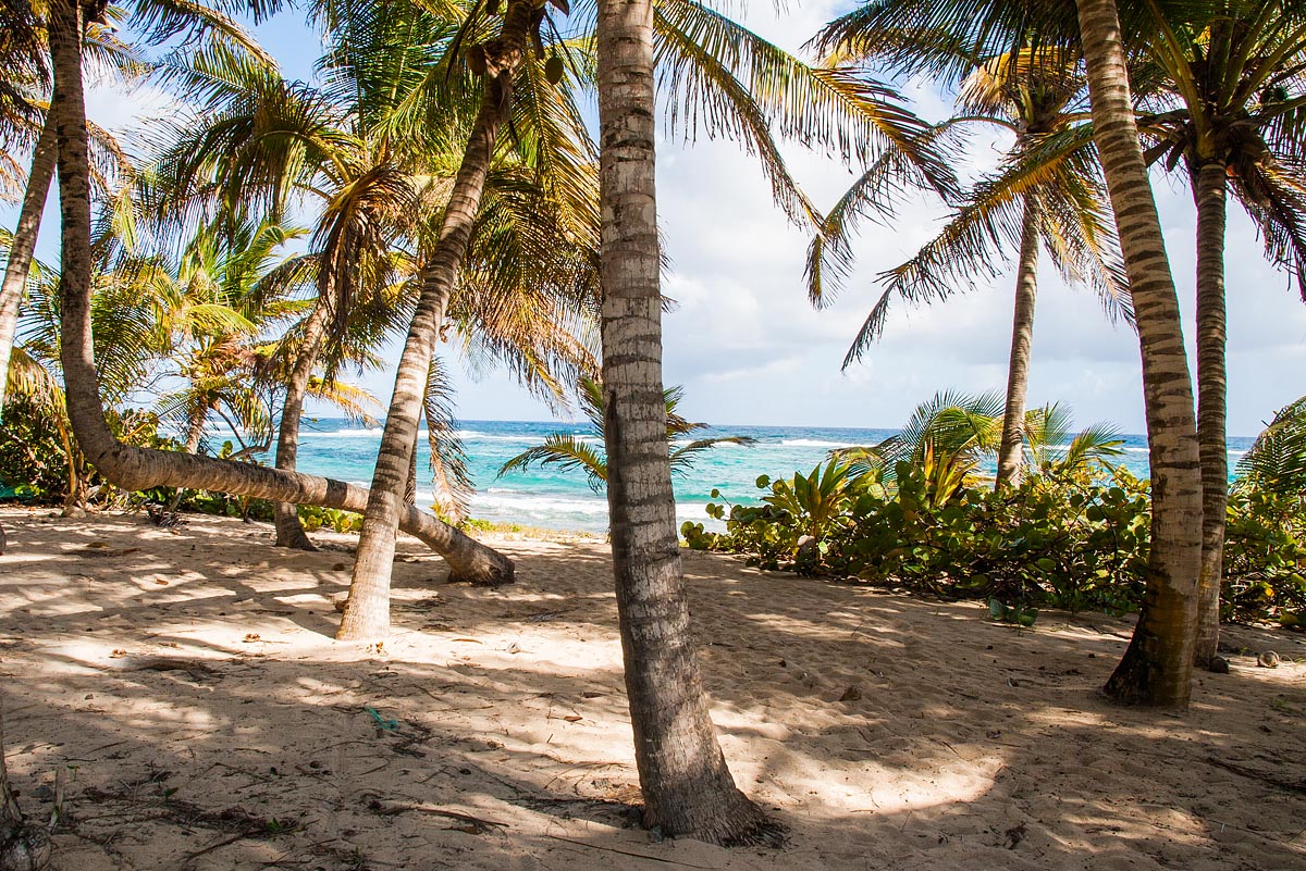 palm spiaggia beach palma storta desirade guadeloupe guadalupa french caribbean antille francesi grande terre canon 400d sigma 18-200