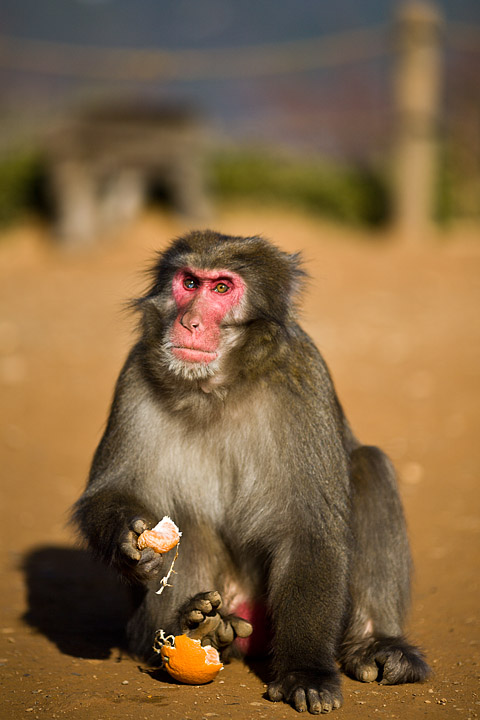 kyoto scimmia monkey mandarino giapponese