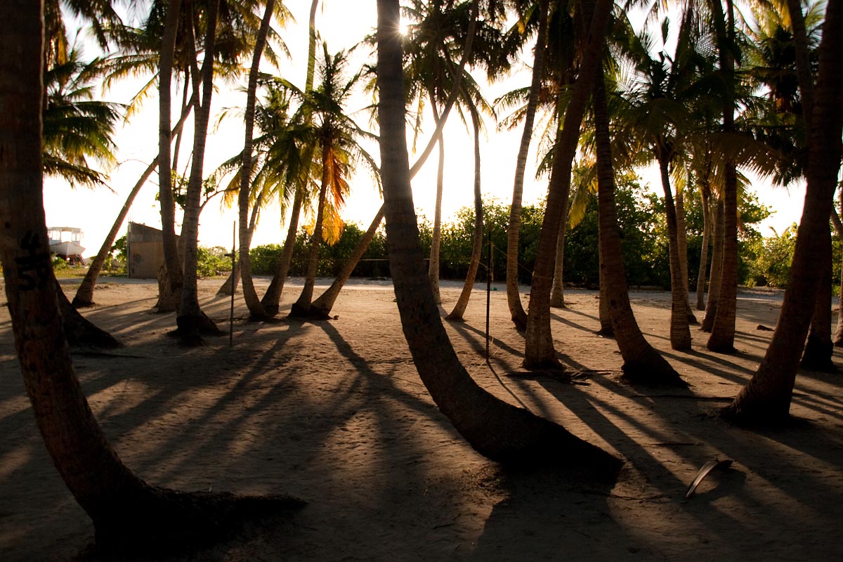maldive maldives atollo felidhoo vaavu atoll Keyodhoo palme palmeto palms trmaonto sunset ombre
