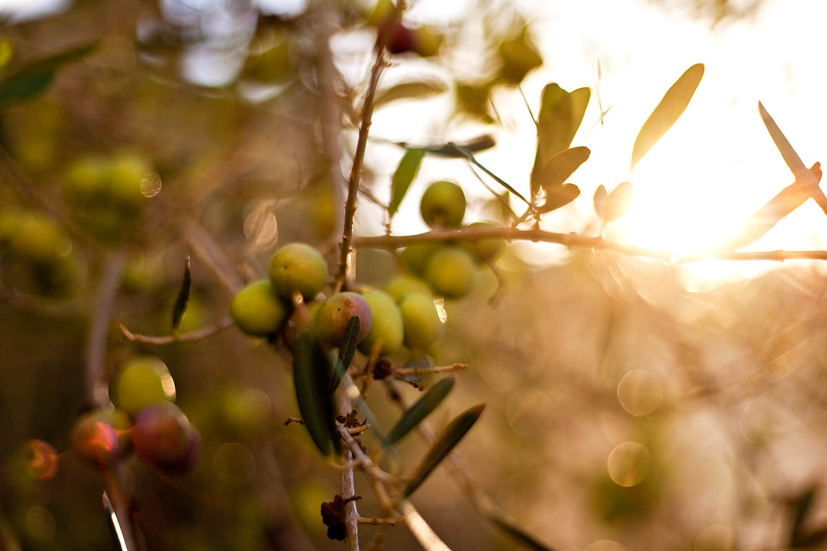 olive olives sole sun flare matera basilicata sasso caveoso barisano canon 5d 50mm 50 f/1.8 1.8 FF