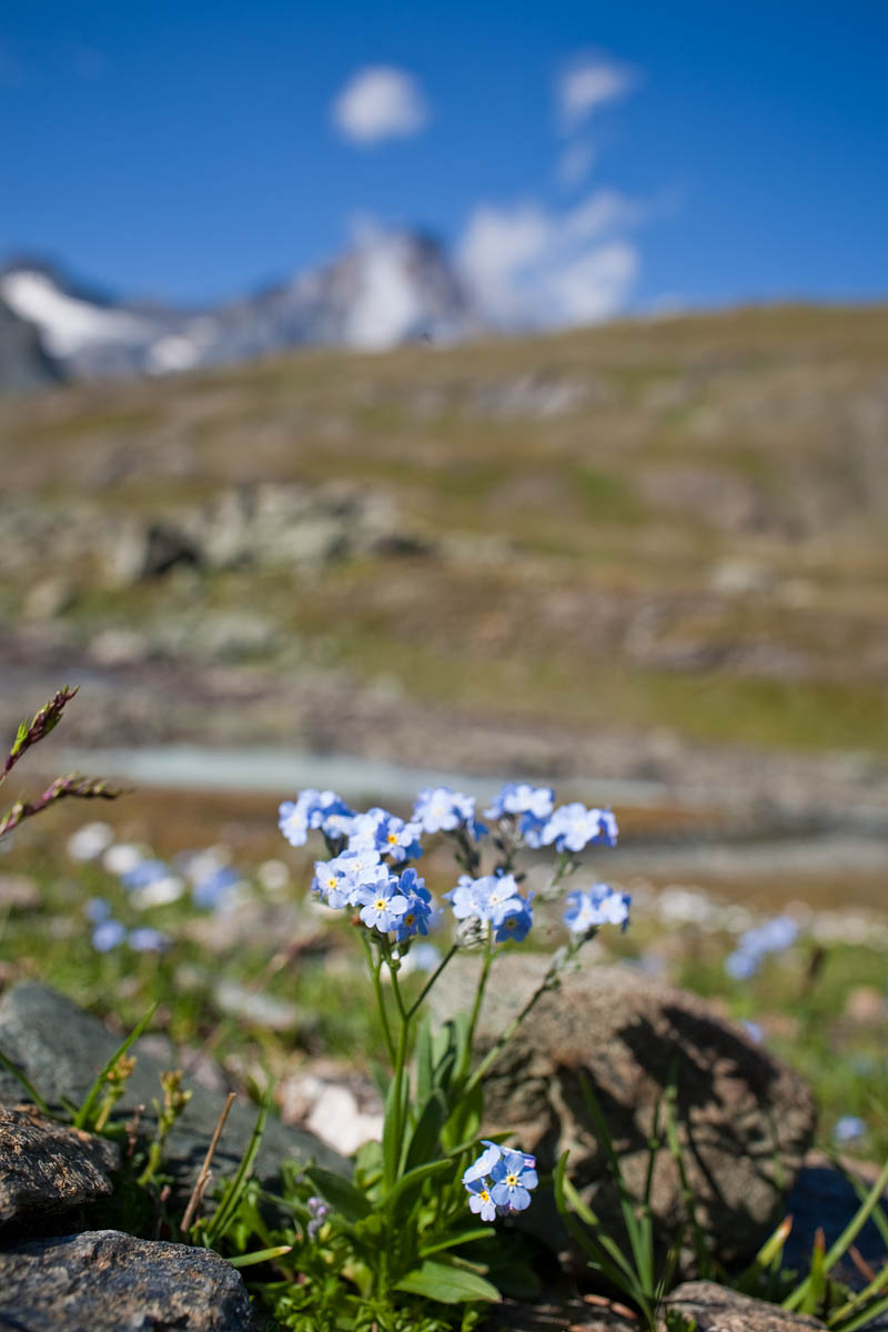 fiori blu piccoli non ti scordar di me bokeh canon 35mm 1.4 f/1.4 rifugio gastaldi balme trekking camminata sentiero montagna mountain