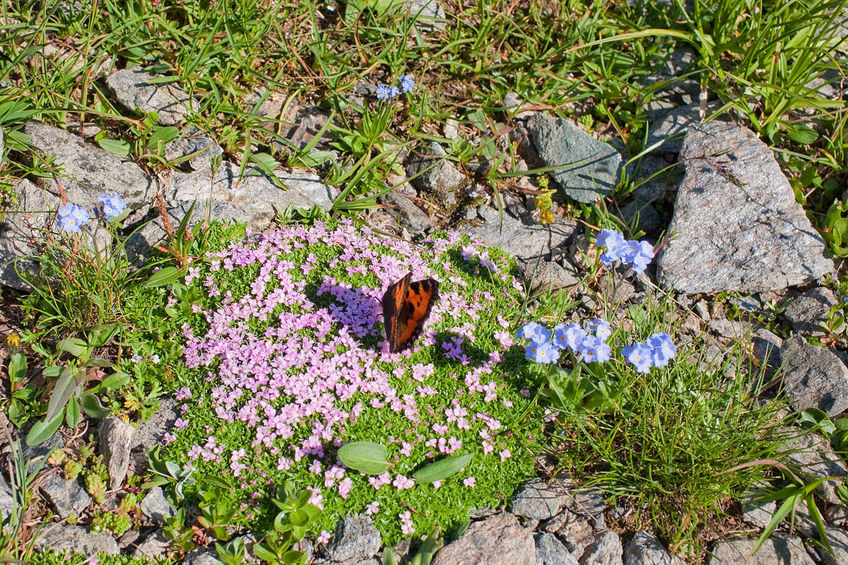 fiori blu piccoli non ti scordar di me farfalla butterfly flowers blue canon 35mm 1.4 f/1.4 rifugio gastaldi balme trekking camminata sentiero montagna mountain