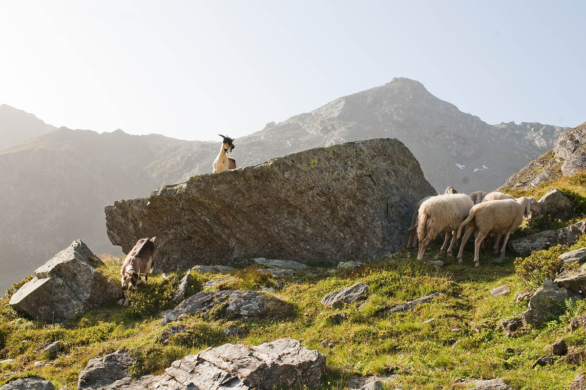 capre goats canon 35mm 1.4 f/1.4 rifugio gastaldi balme trekking camminata sentiero montagna mountain