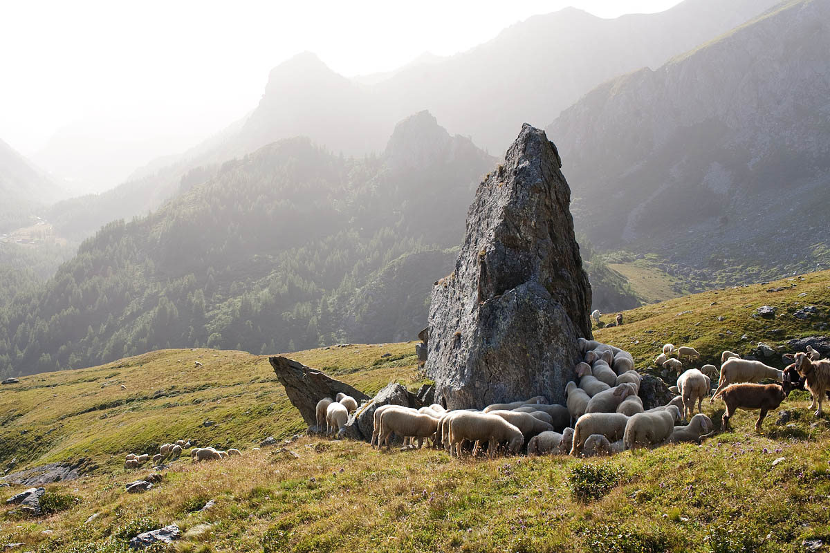 capre goats roccia canon 35mm 1.4 f/1.4 rifugio gastaldi balme trekking camminata sentiero montagna mountain