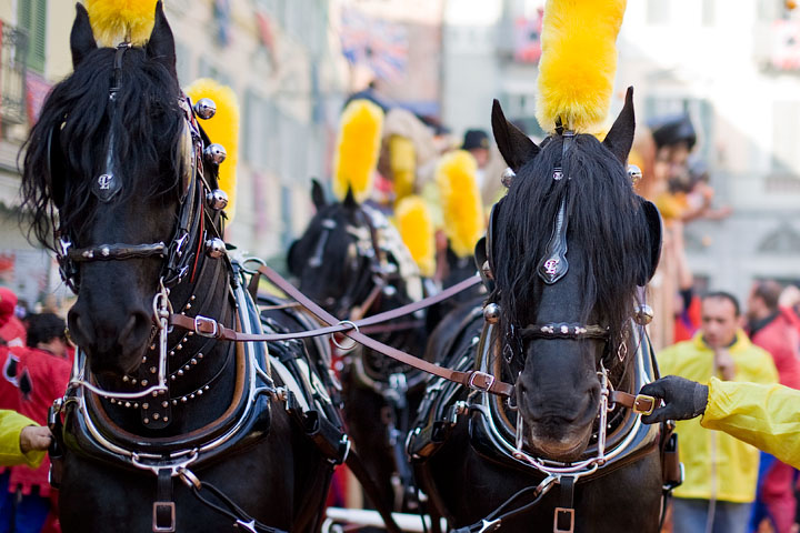 carnevale ivrea carnival carnaval piemonte piedmont tradition tiro arance oranges foto ufficiali cavalli horses
