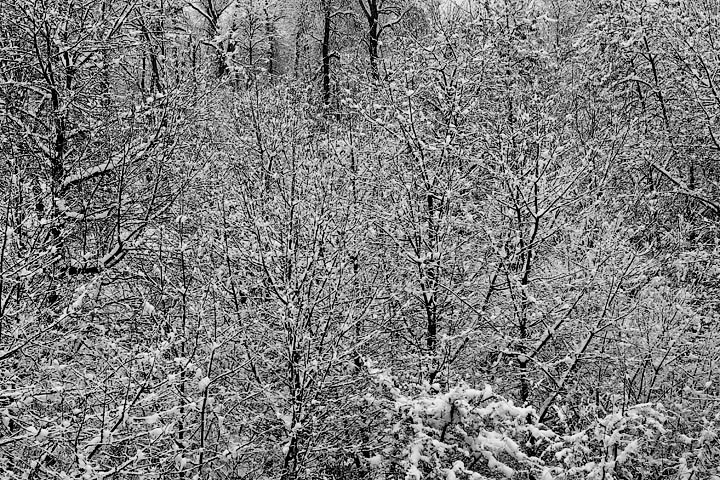 neve nevicata torino turin snow alberi tree innevati