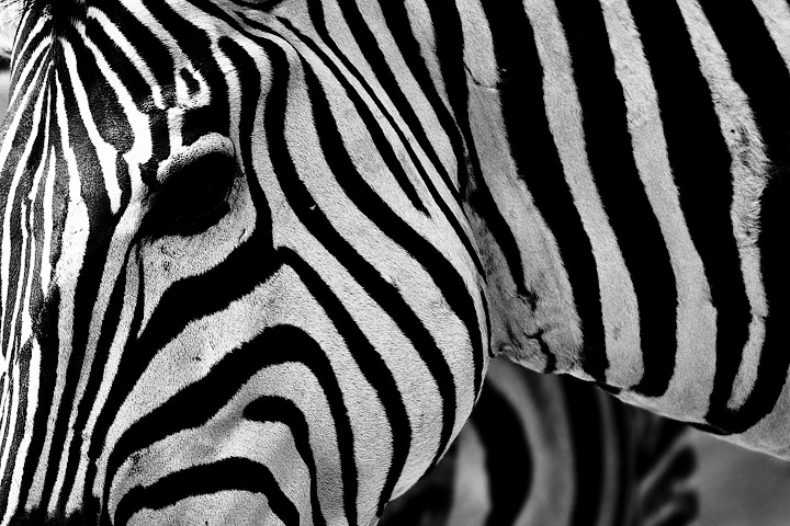 zebra bianco e nero black white BN BW muso contrasto