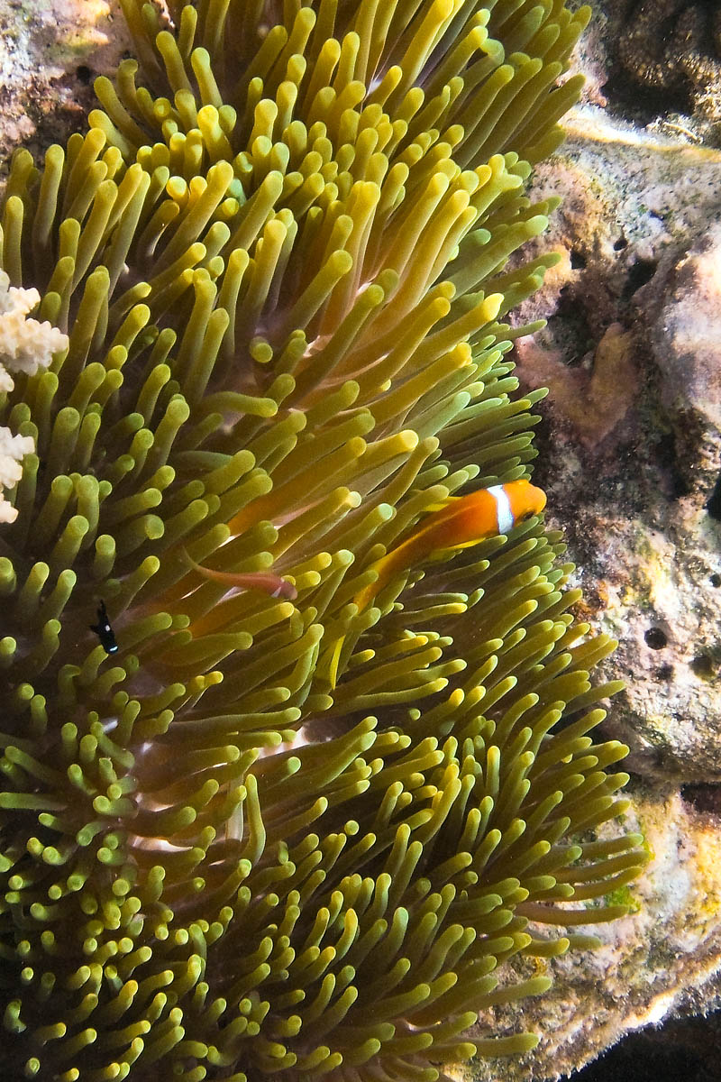 nemo Yellowtail clownfish Clark's anemonefish pesce pagliaccio Pomacentridae snorkeling maldive maldives fish pesci nikon coolpix S30 coralli corals felidhoo keyodhoo barriera corallina reef