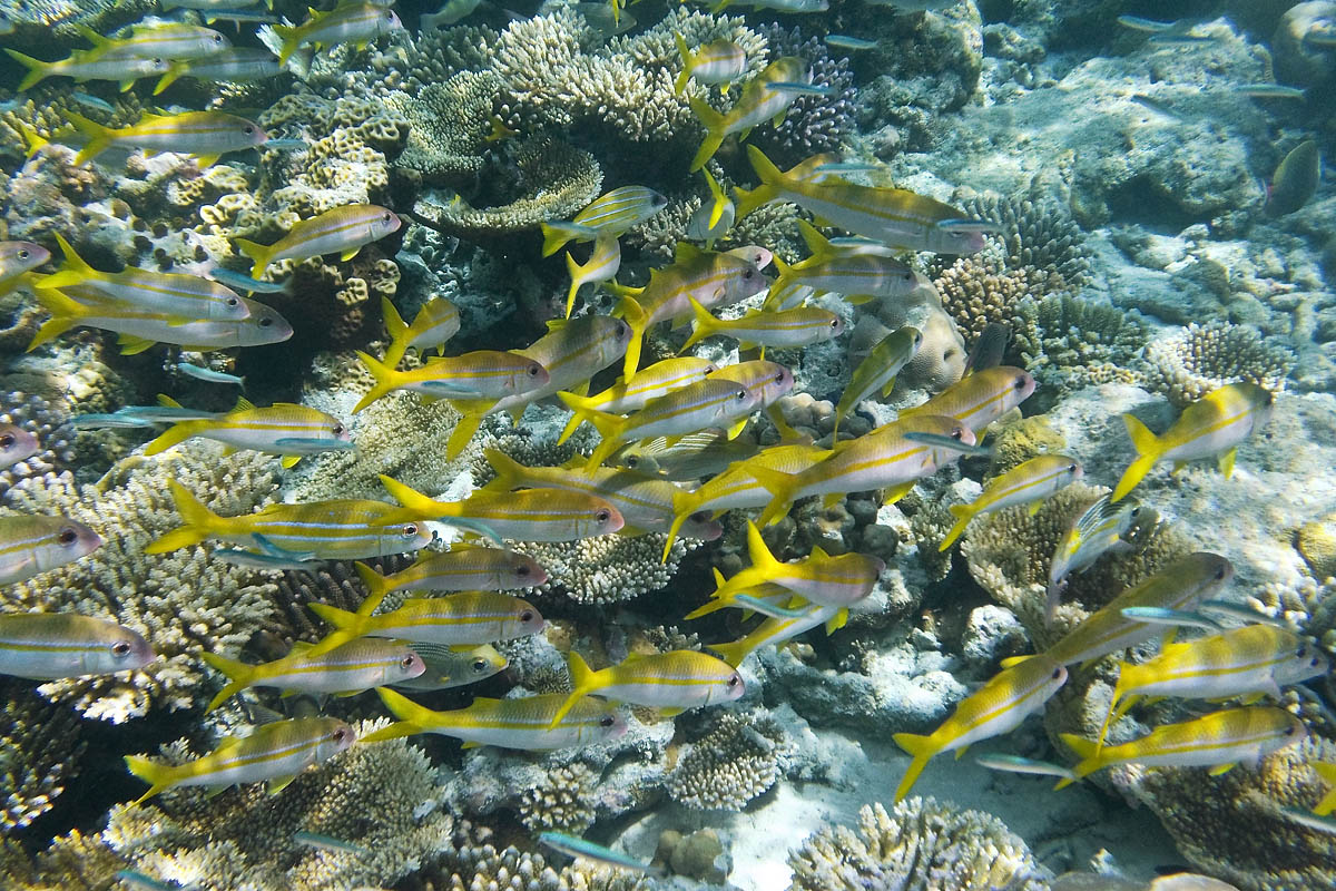 yellow striped goatfish yellowtail fairy basslet bluestripe snapper Lutjanus kasmira snorkeling maldive maldives fish pesci nikon coolpix S30 coralli corals felidhoo keyodhoo barriera corallina reef