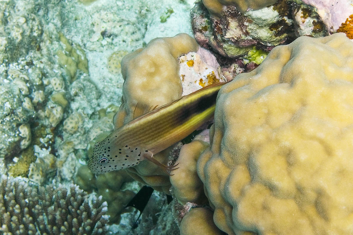 Freckled Hawkfish Paracirrhites forsteri snorkeling maldive maldives fish pesci nikon coolpix S30 coralli corals felidhoo keyodhoo barriera corallina reef