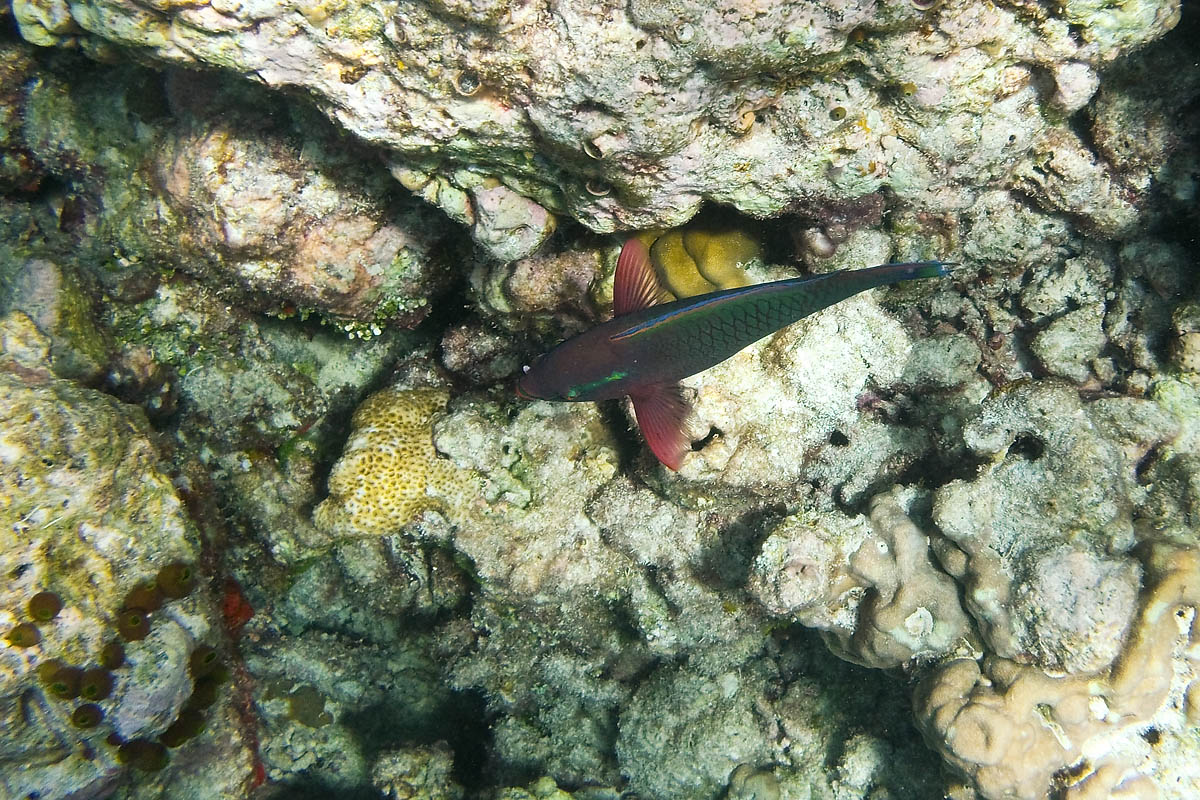 volante flying snorkeling maldive maldives fish pesci nikon coolpix S30 coralli corals felidhoo keyodhoo barriera corallina reef