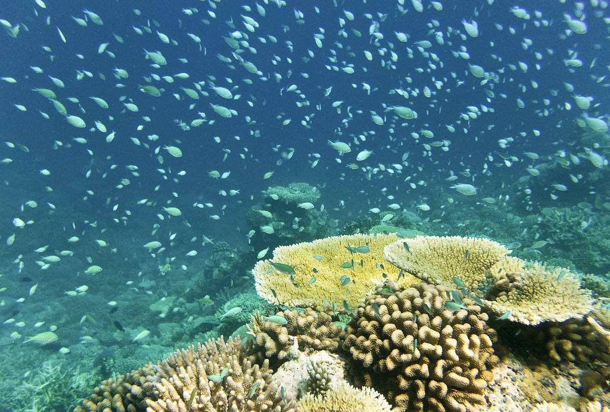 Pomacentridae Chromis caerulea coeruleus snorkeling maldive maldives fish pesci nikon coolpix S30 coralli corals felidhoo keyodhoo barriera corallina reef