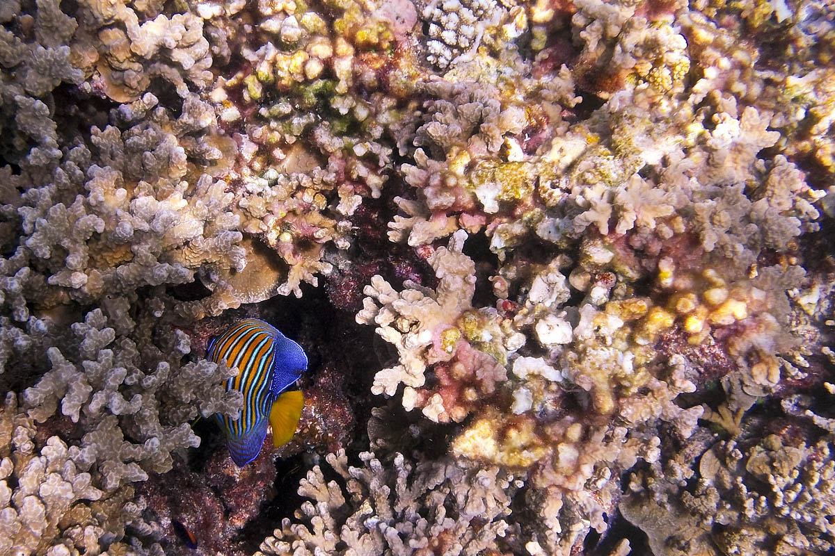 empress angelfish Royal regal pygoplites diacanthus snorkeling maldive maldives fish pesci nikon coolpix S30 coralli corals felidhoo keyodhoo vaavu barriera corallina reef