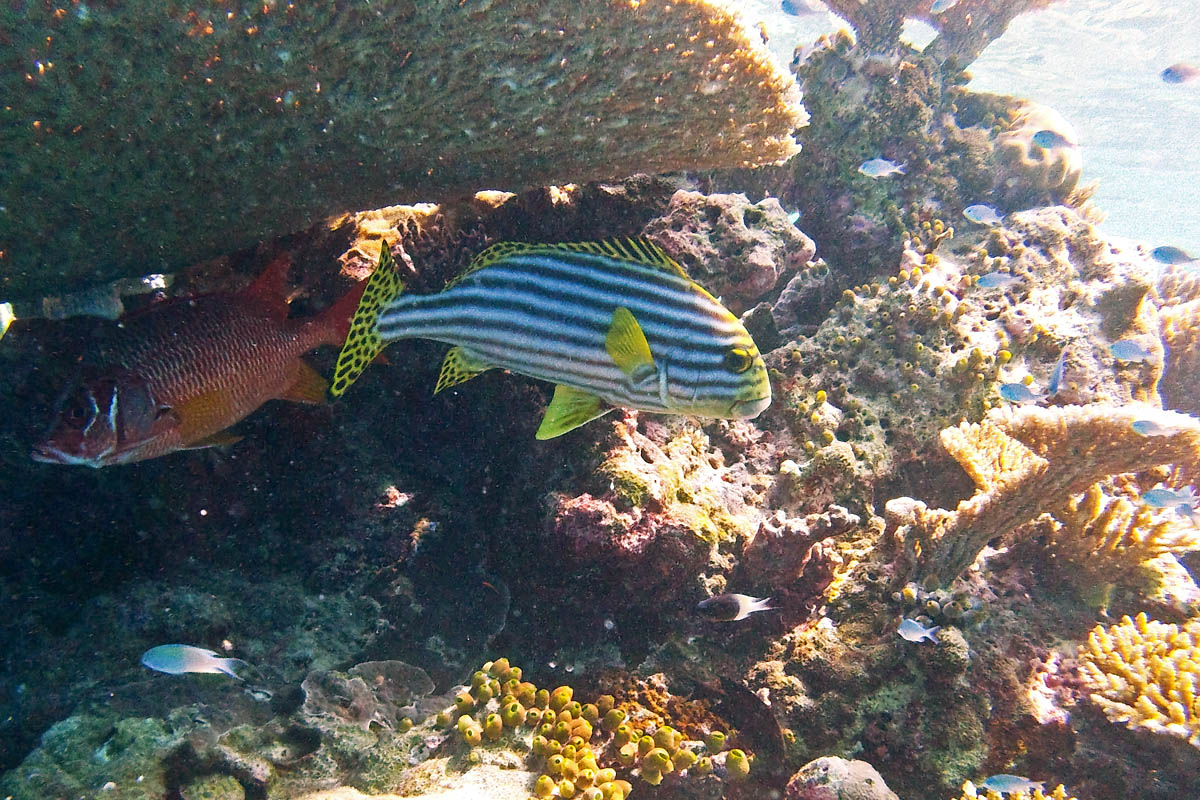 Oriental Sweetlips Plectorhinchus vittatus orientalis snorkeling maldive maldives Ostichthys japonicus fish pesci nikon coolpix S30 coralli corals felidhoo keyodhoo barriera corallina reef