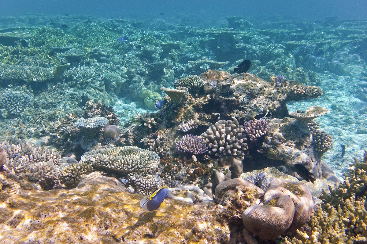 dori Paracanthurus hepatus regal tang palette surgeonfish blue tang royal snorkeling maldive maldives fish pesci nikon coolpix S30 coralli corals felidhoo keyodhoo barriera corallina reef