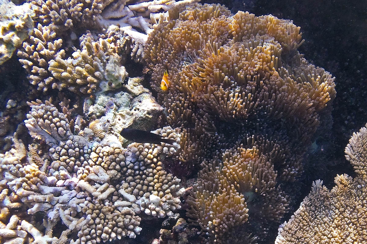 anemone mare nemo Yellowtail clownfish Clark's anemonefish pesce pagliaccio Pomacentridae snorkeling maldive maldives fish pesci nikon coolpix S30 coralli corals felidhoo keyodhoo barriera corallina reef
