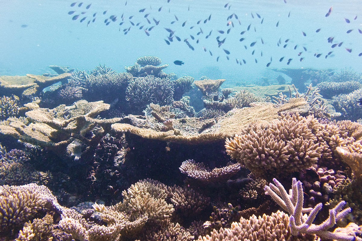 Chromis caerulea snorkeling maldive maldives fish pesci nikon coolpix S30 coralli corals felidhoo keyodhoo barriera corallina reef