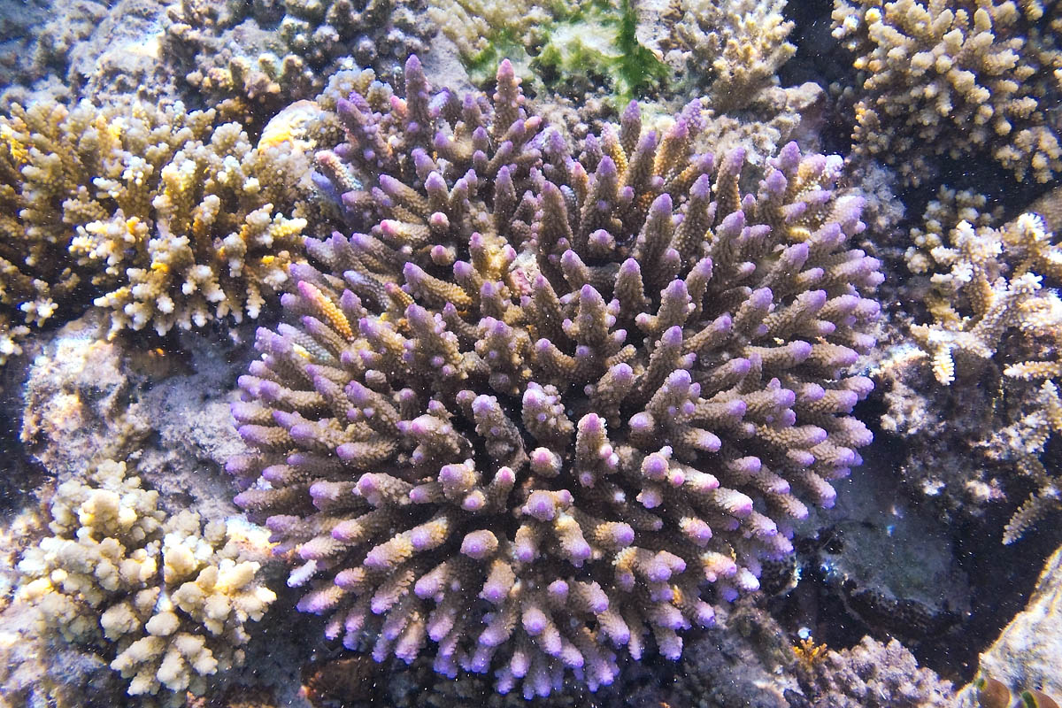 snorkeling maldive maldives fish pesci nikon coolpix S30 coralli corals felidhoo keyodhoo vaavu barriera corallina reef