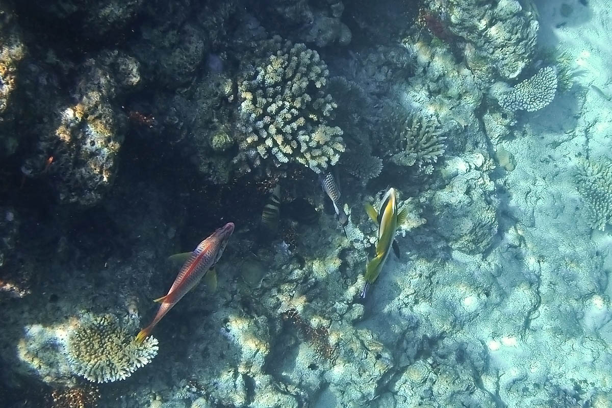 snorkeling maldive maldives fish pesci nikon coolpix S30 coralli corals felidhoo keyodhoo barriera corallina reef