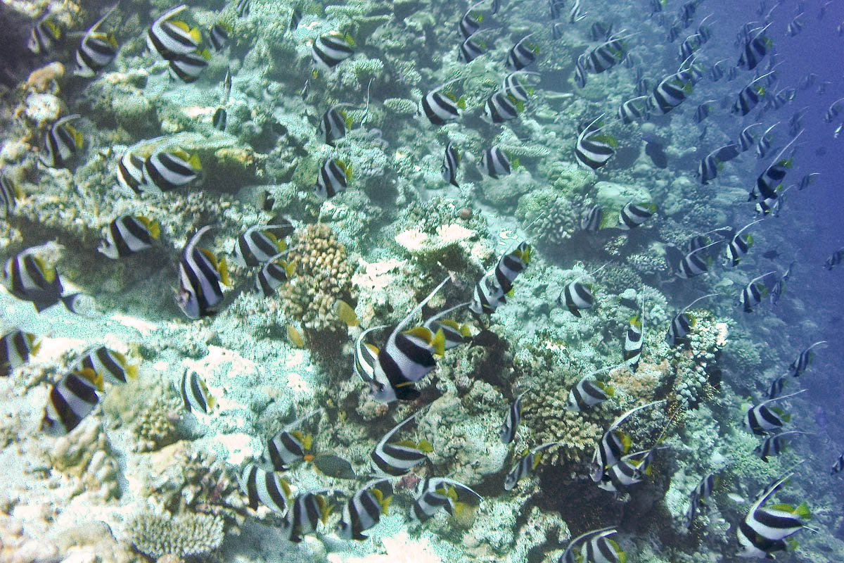 moorish idol Zanclus cornutus Crowned Scythe snorkeling maldive maldives fish pesci nikon coolpix S30 coralli corals felidhoo keyodhoo barriera corallina reef