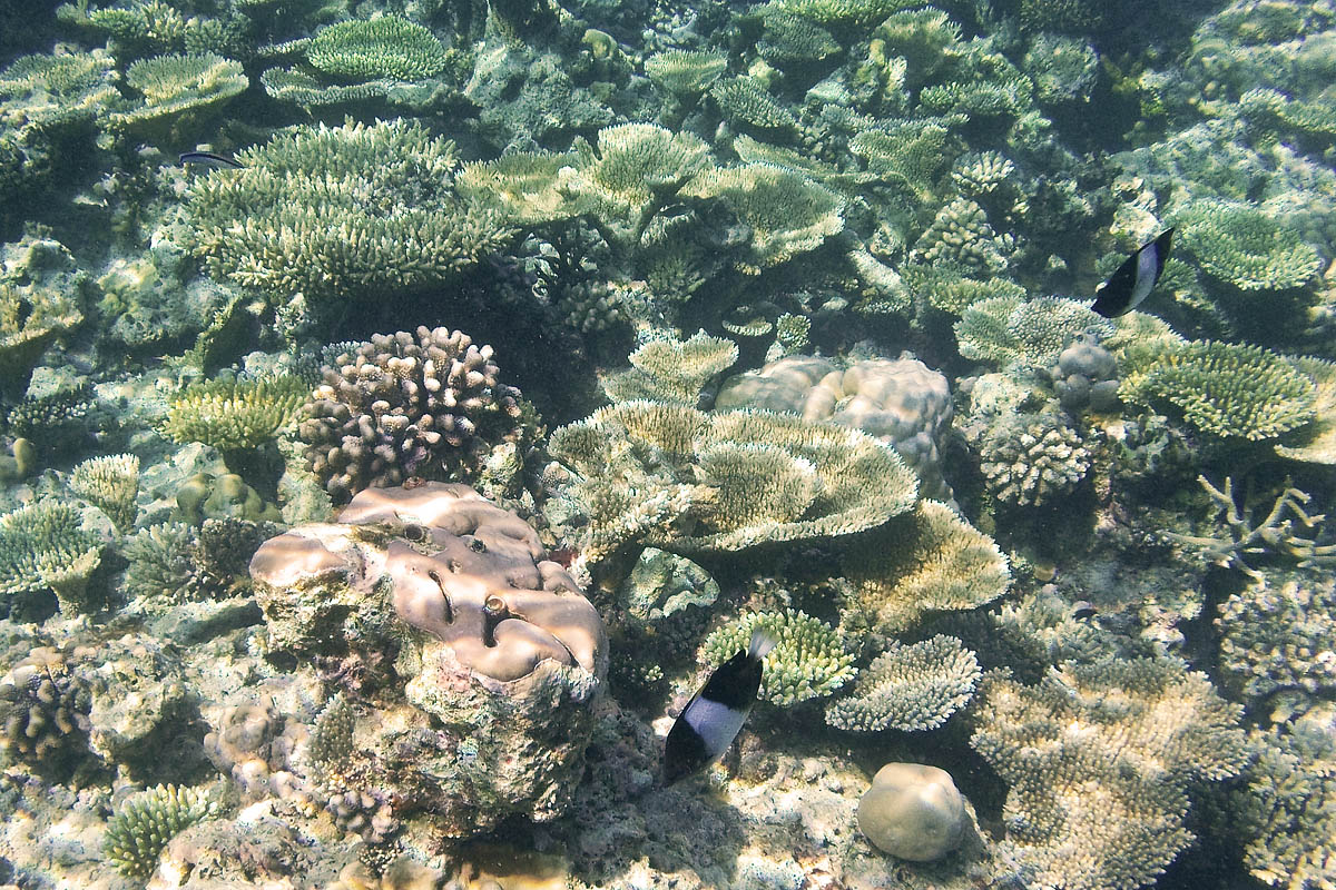 black pyramid butterflyfish snorkeling maldive maldives fish pesci nikon coolpix S30 coralli corals felidhoo keyodhoo barriera corallina reef