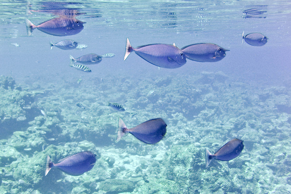 blue fish snorkeling maldive maldives fish pesci nikon coolpix S30 coralli corals felidhoo keyodhoo barriera corallina reef