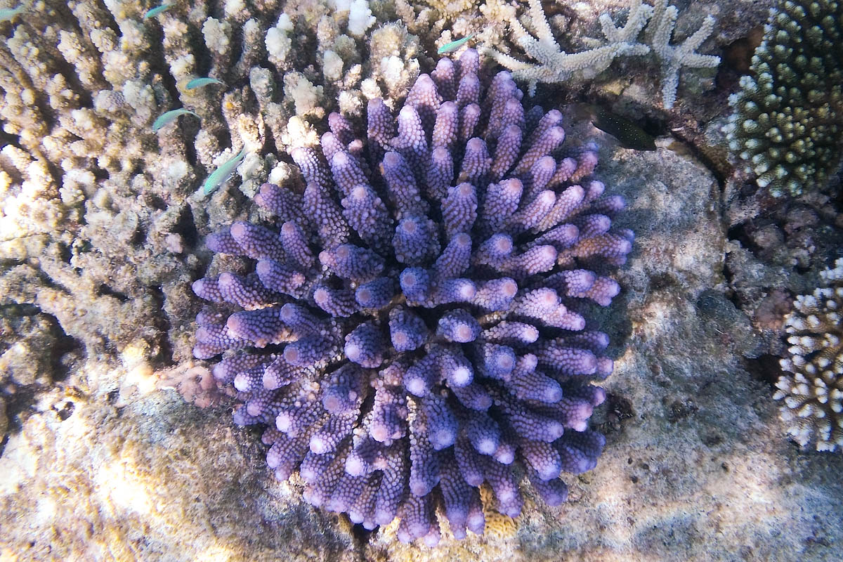 blue blu violet snorkeling maldive maldives fish pesci nikon coolpix S30 coralli corals felidhoo keyodhoo barriera corallina reef