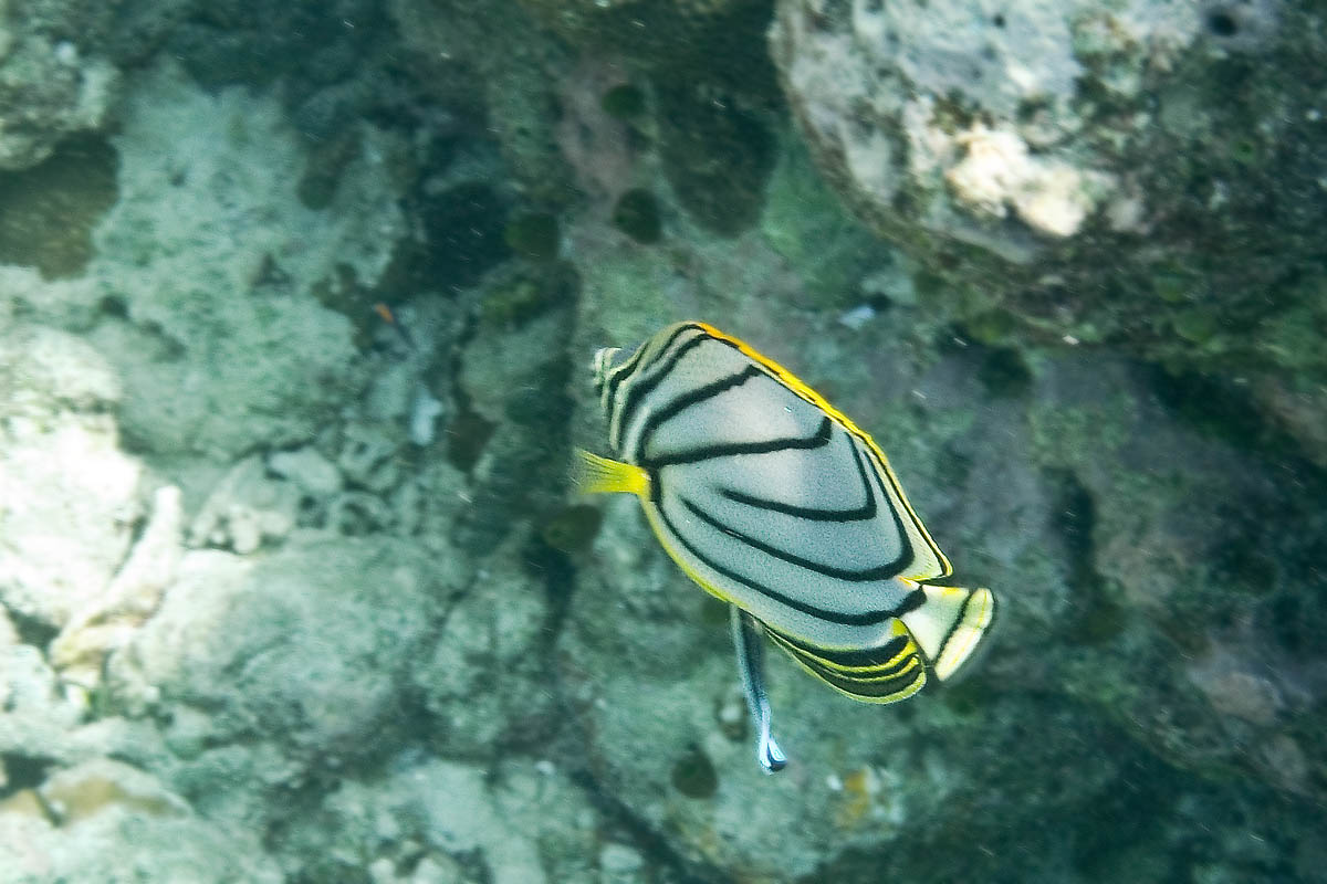Meyer's Butterflyfish Chaetodon meyeri snorkeling maldive maldives fish pesci nikon coolpix S30 coralli corals felidhoo keyodhoo vaavu barriera corallina reef