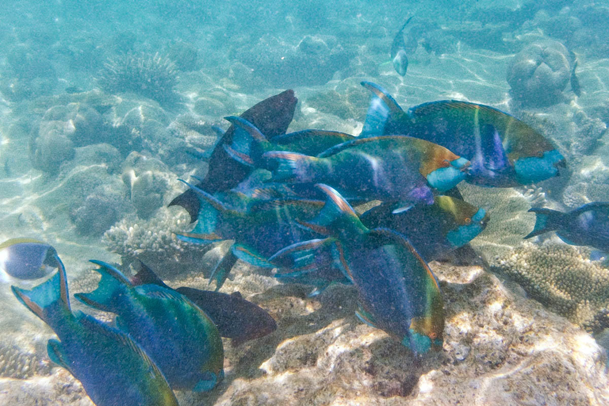 Scaridae parrot fish snorkeling maldive maldives fish pesci nikon coolpix S30 coralli corals felidhoo keyodhoo barriera corallina reef