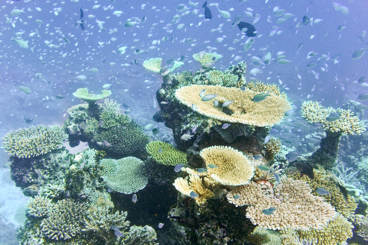 snorkeling maldive maldives fish pesci nikon coolpix S30 coralli corals felidhoo keyodhoo barriera corallina reef