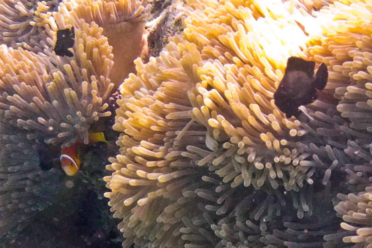 nemo Yellowtail clownfish Clark's anemonefish pesce pagliaccio Pomacentridae snorkeling maldive maldives fish pesci nikon coolpix S30 coralli corals felidhoo keyodhoo barriera corallina reef