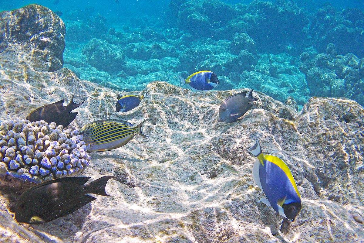 Blue surgeonfish snorkeling maldive maldives fish pesci nikon coolpix S30 coralli corals felidhoo keyodhoo barriera corallina reef