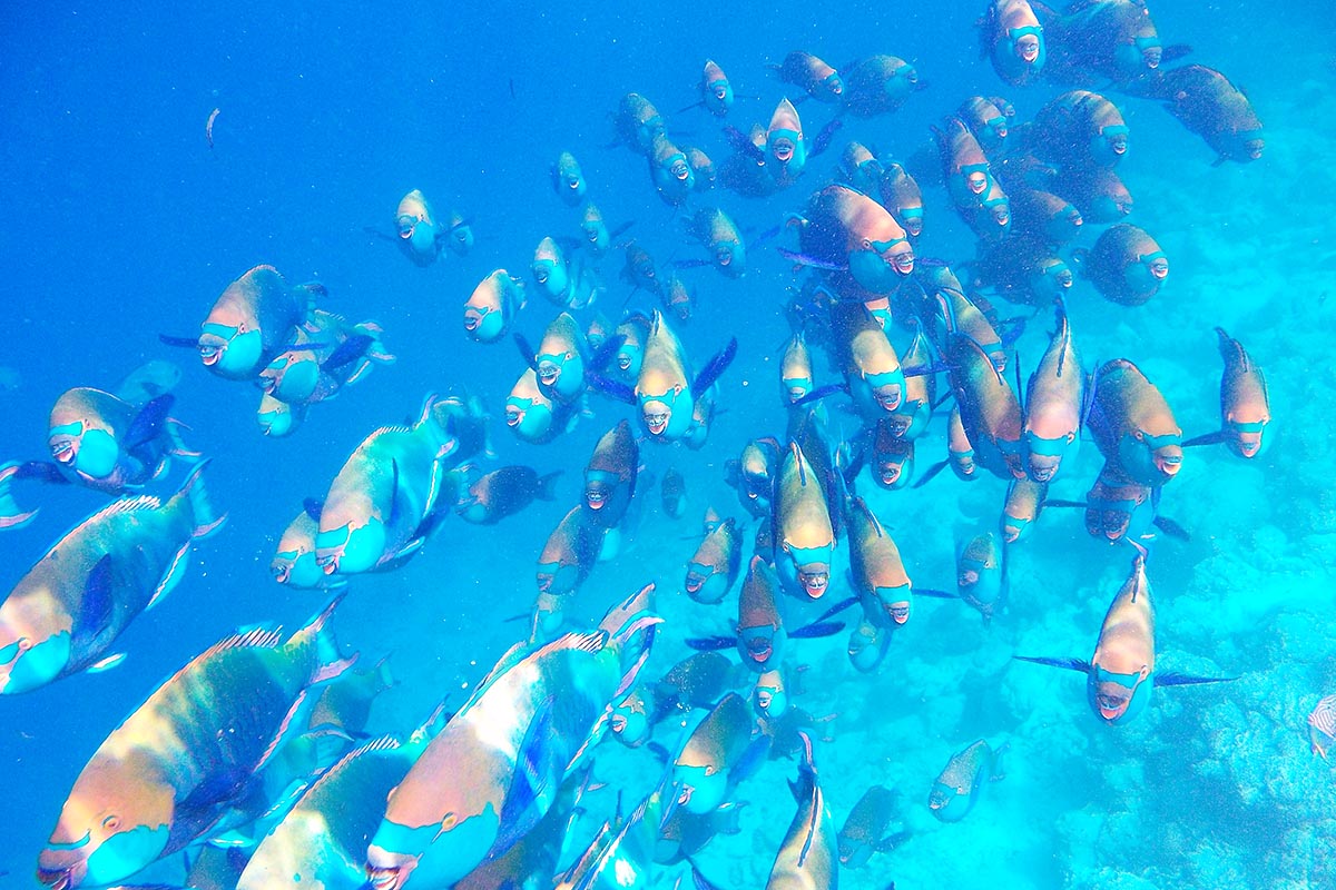 Scarus coeruleus blue barred parrot fish Parrotfish snorkeling maldive maldives fish pesci nikon coolpix S30 coralli corals felidhoo keyodhoo barriera corallina reef