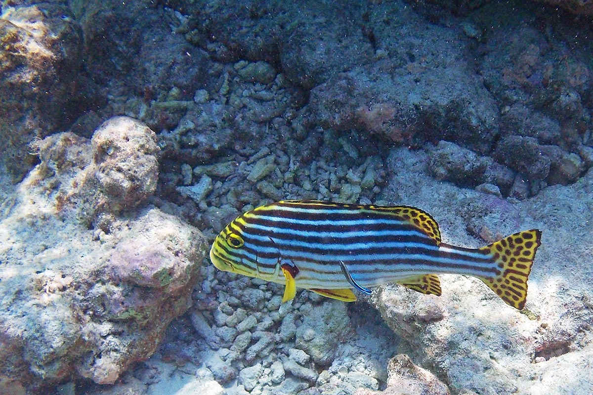 Oriental Sweetlips Plectorhinchus vittatus orientalis snorkeling maldive maldives fish pesci nikon coolpix S30 coralli corals felidhoo keyodhoo barriera corallina reef
