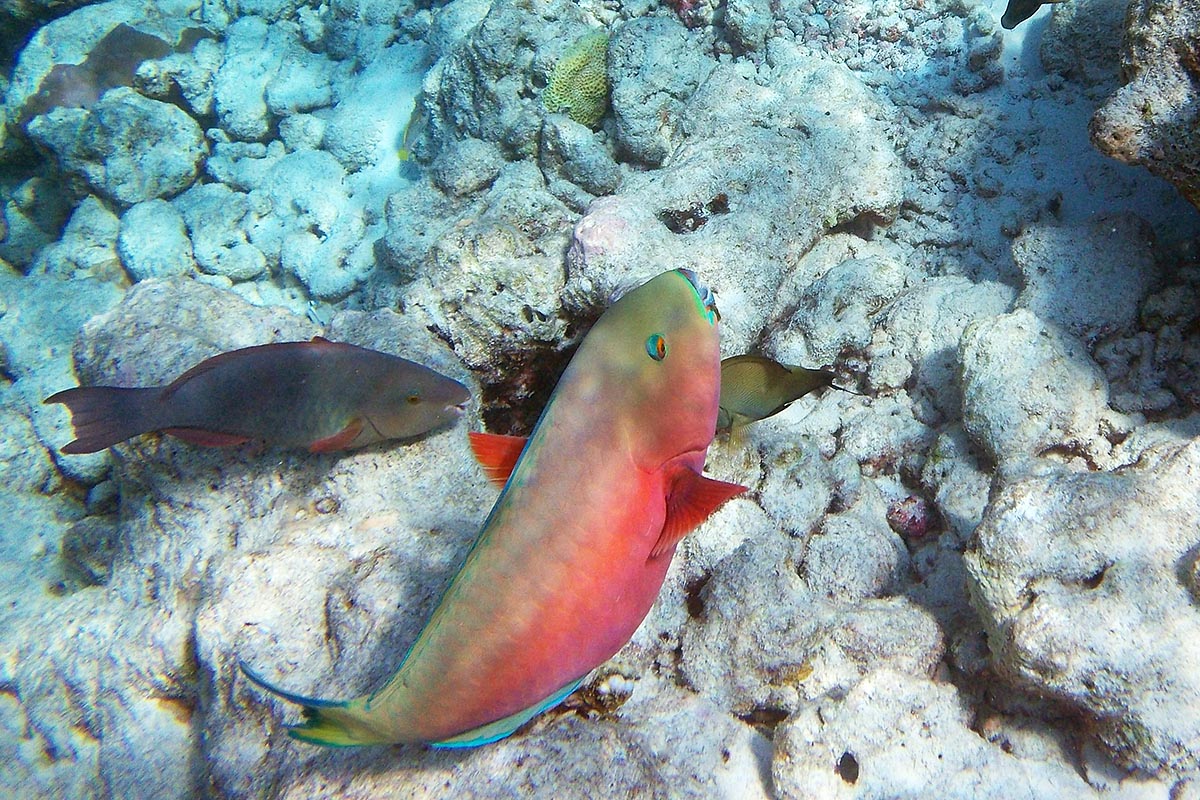 Red parrotfish snorkeling maldive maldives fish pesci nikon coolpix S30 coralli corals felidhoo keyodhoo barriera corallina reef