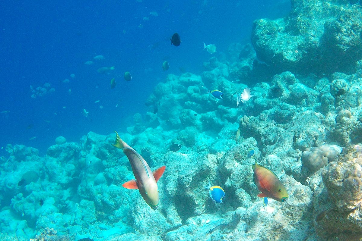 parrotfishes snorkeling maldive maldives fish pesci nikon coolpix S30 coralli corals felidhoo keyodhoo barriera corallina reef