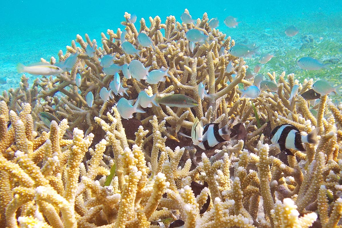 Ваав. Большой Барьерный риф пейзаж сверху. Атолл Вааву. Кораллы в Хургаде фото. Сообщение о коралловых атоллах.