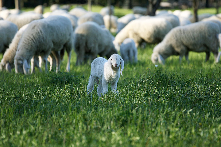 agnello pasqua delitto pecore easter lamb