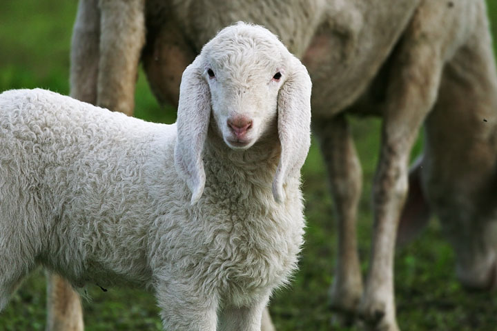 agnello lamb sguardo