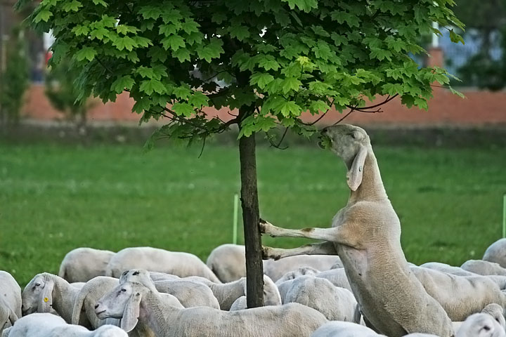pecore furba albero
