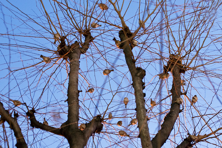 uccellini birds albero tramonto