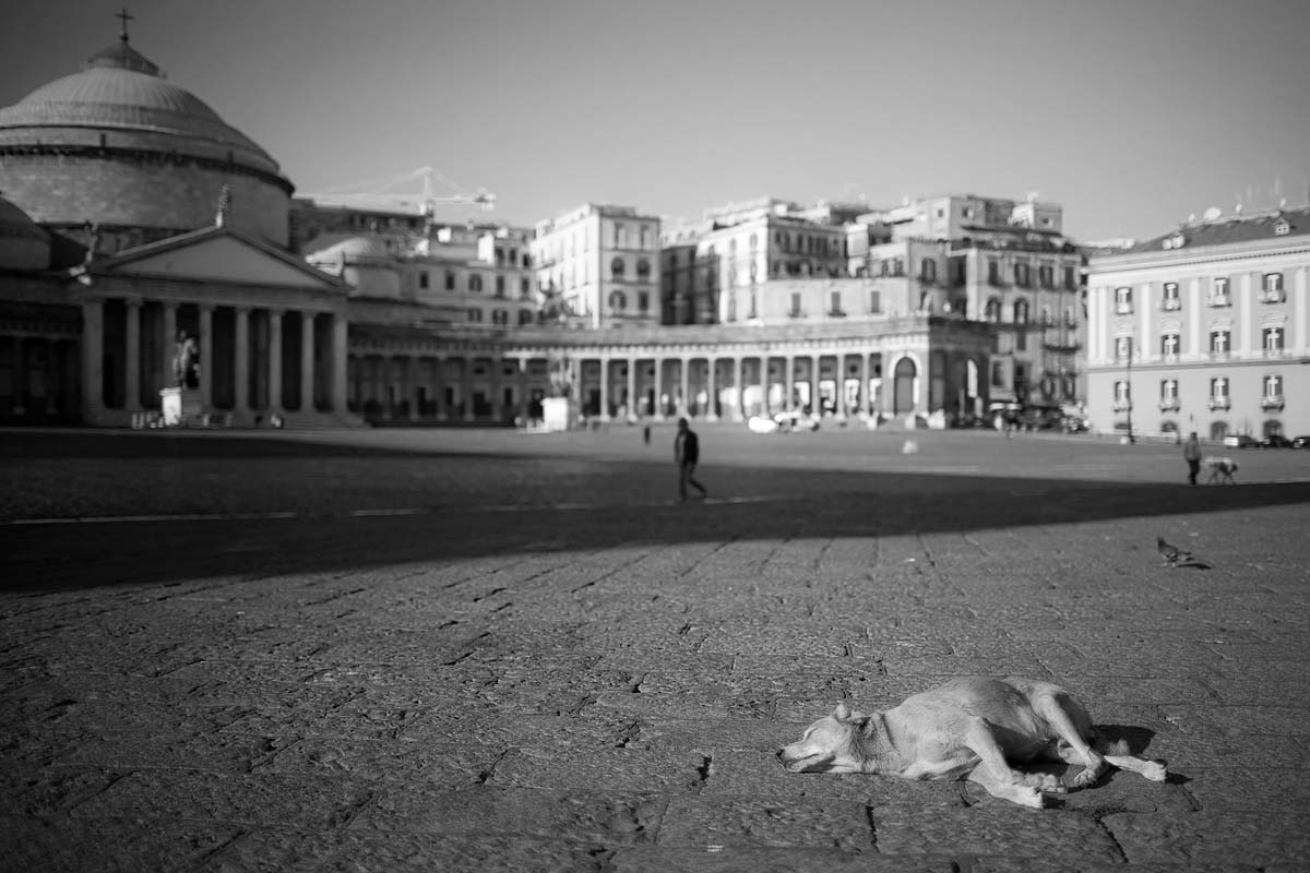 cane randagio Piazza del Plebiscito vagabondo stray dog napoli campania Canon 35mm f/1.4 5d ff
