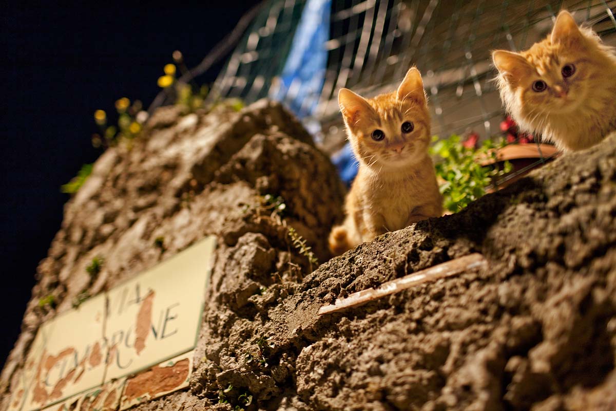 gattini gatti rossi red cats mici villa via cimbrone ravello campania Canon 35mm f/1.4 5d ff