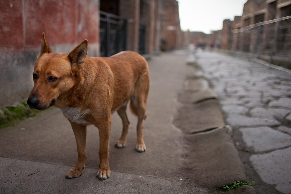 cane dog stray randagio via dell'abbondanza pompei campania Canon 35mm f/1.4 5d ff